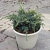 Juniper squamata Plant - Holger