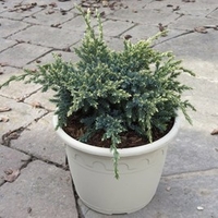 Juniper squamata Plant - Holger