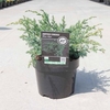 Juniperus Blue Alps