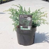 Juniperus chinensis Plant - Blue Alps