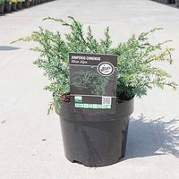 Juniperus chinensis Plant - Blue Alps