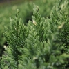 Juniperus chinensis Plant - 