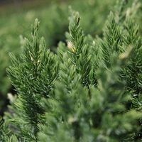 Juniperus chinensis Plant - 