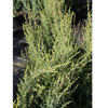 Juniperus communis Plant - Compressa
