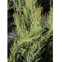 Juniperus communis Plant - Compressa