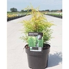 Juniperus communis Plant - Gold Cone