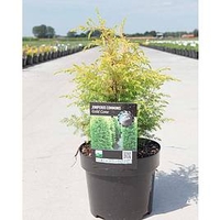 Juniperus communis Plant - Gold Cone