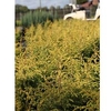 Juniperus communis Plant - Green Carpet