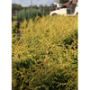 Juniperus communis Plant - Green Carpet