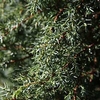 Juniperus communis Plant - Hibernica