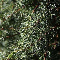 Juniperus communis Plant - Hibernica