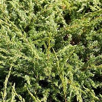 Juniperus communis Plant - Repanda