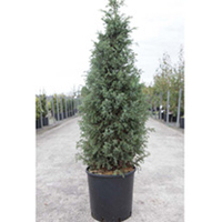 Juniperus conferta Plant - All Gold