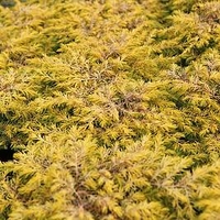 Juniperus conferta Plant - Allgold