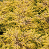Juniperus conferta Plant - Blue Pacific