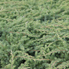Juniperus davurica Plant - Leningrad