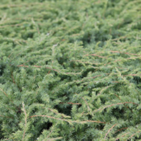 Juniperus davurica Plant - Leningrad