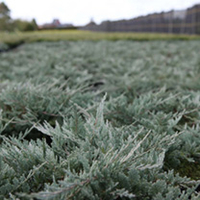Juniperus hor. Plant - Golden Carpet