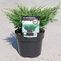 Juniperus horizontalis Plant - Andorra Compact