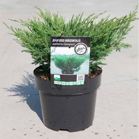 Juniperus horizontalis Plant - Andorra Compact