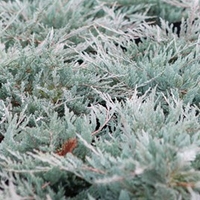 Juniperus horizontalis Plant - Blue Chip