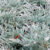 Juniperus horizontalis Plant - Blue Chip