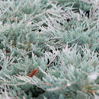Juniperus horizontalis Plant - Blue Chip