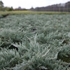 Juniperus horizontalis Plant - Golden Carpet