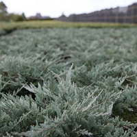 Juniperus horizontalis Plant - Golden Carpet