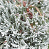 Juniperus horizontalis Plant - Jade River
