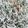 Juniperus horizontalis Plant - Jade River