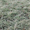 Juniperus horizontalis Plant - Pancake