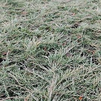 Juniperus horizontalis Plant - Pancake