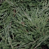 Juniperus horizontalis Plant - Prince of Wales