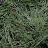 Juniperus horizontalis Plant - Prince of Wales