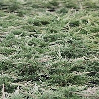 Juniperus horizontalis Plant - Prostrata
