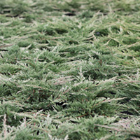 Juniperus horizontalis Plant - Prostrata