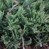Juniperus horizontalis Plant - Wiltonii