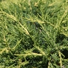 Juniperus pfitzeriana Plant - 