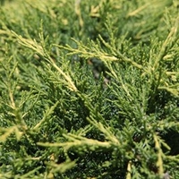 Juniperus pfitzeriana Plant - 