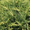 Juniperus pfitzeriana Plant - 