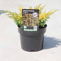 Juniperus Pfitzeriana Plant - Gold Fern