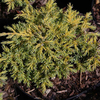 Juniperus Pfitzeriana Plant - Goldkissen