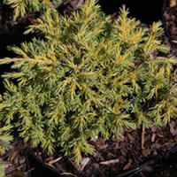 Juniperus pfitzeriana Plant - Goldkissen