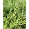 Juniperus Pfitzeriana Plant - King of Spring