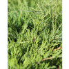Juniperus pfitzeriana Plant - King of Spring