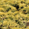 Juniperus pfitzeriana Plant - Mint Julep