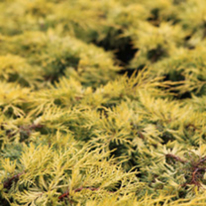 Juniperus pfitzeriana Plant - Mint Julep