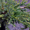 Juniperus Plant - Squamata Blue Carpet
