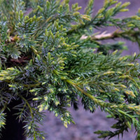 Juniperus Plant - Squamata Blue Carpet